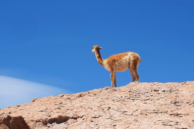 Alpaca, lama of vicuna?