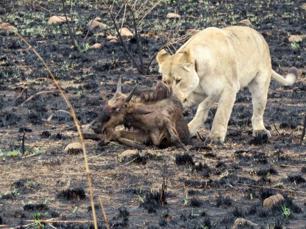 Puur natuur in het Nambiti Private Game Reserve