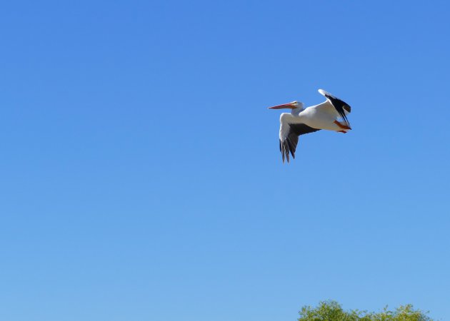 Het Wildlife Refuge Bosque del Apache