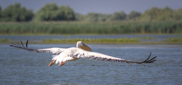 In volle vlucht