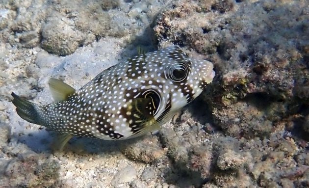 Een kogelvis in de Rode zee