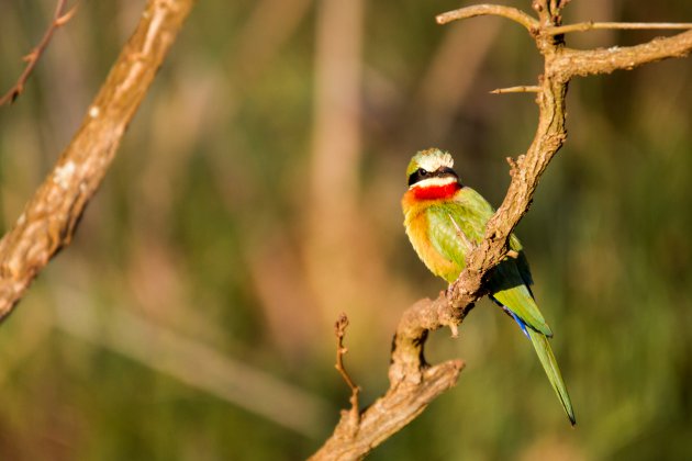 Bijeneters en Swaziland