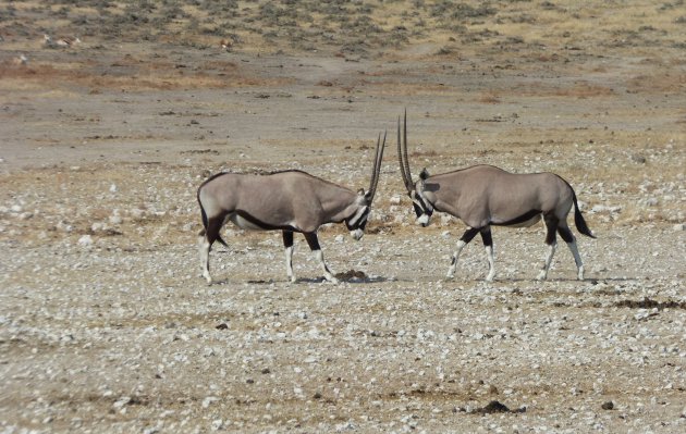 Strijdende oryxen