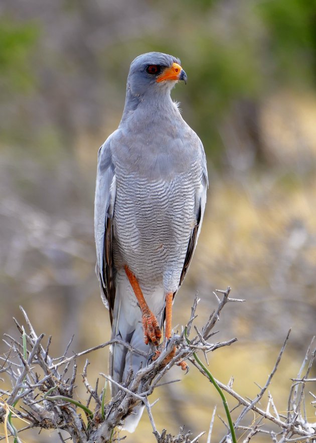 Bleke zanghavik in Etosha Np