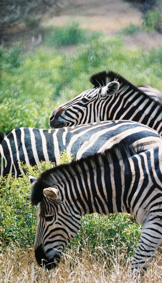 Zebra's in the wild