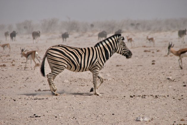 Droog Etosha