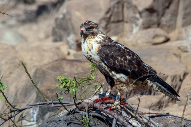 Galapagos buizerd geniet na van prooi