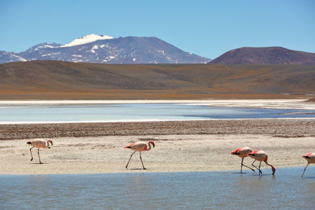 Andes flamingo's aan het Laguna Brava