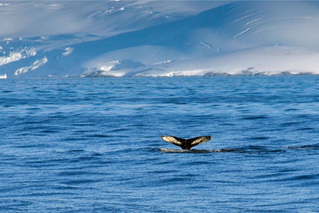 Walvissen bij South Georgia