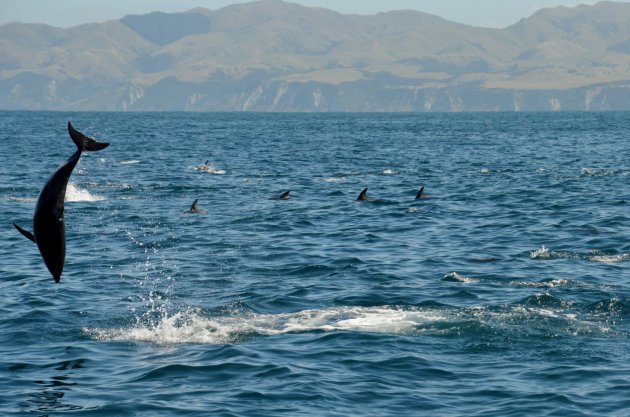 Honderden dolfijnen bij Kaikoura, Nieuw Zeeland