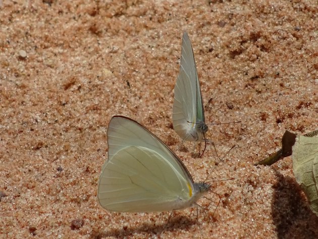 Maagdelijk witte vlinders en haarscherpe zandkorrels