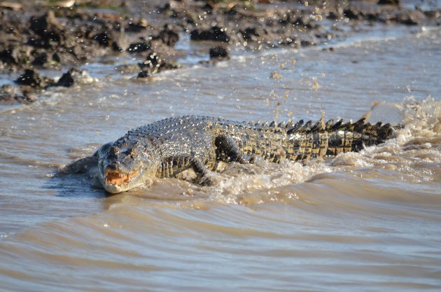 Jagende zoetwaterkrokodil