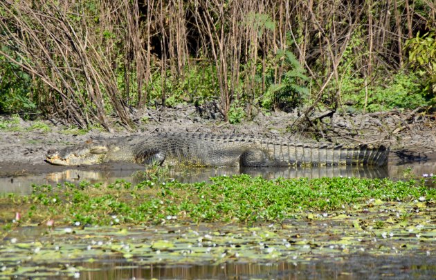 Zoutwaterkrokodil in Mary River NP