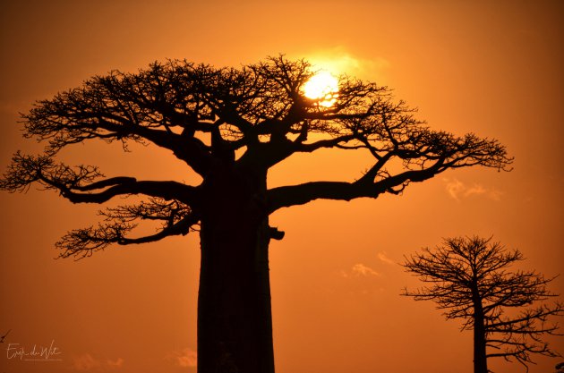 Baobab bomen