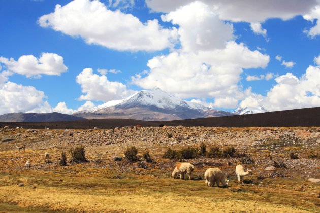 Las vicunas