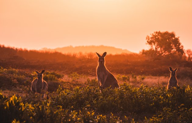 Zonsondergang in het Yuyargir National Park