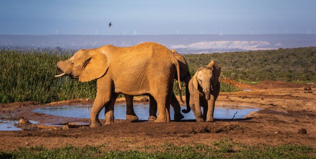 Het Addo NP