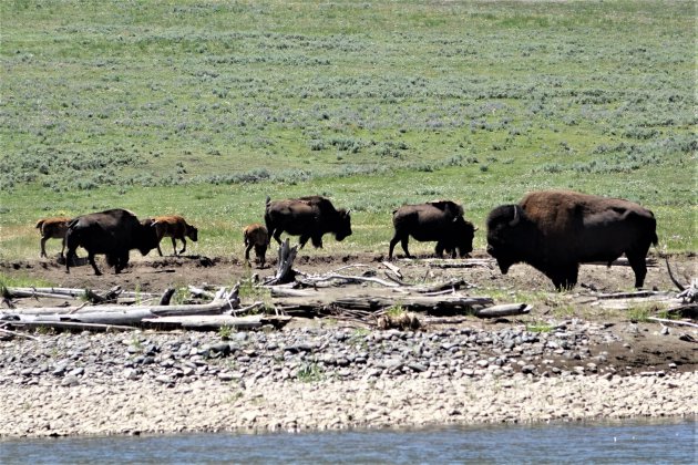 Bizons in Yellowstone NP