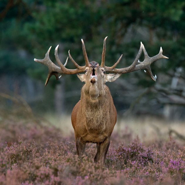 Edelhert tijdens bronst