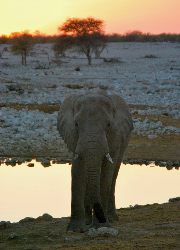 Aan de waterplaats in Etosha