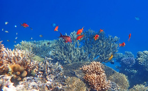 Kleurrijk onderwaterlandschap