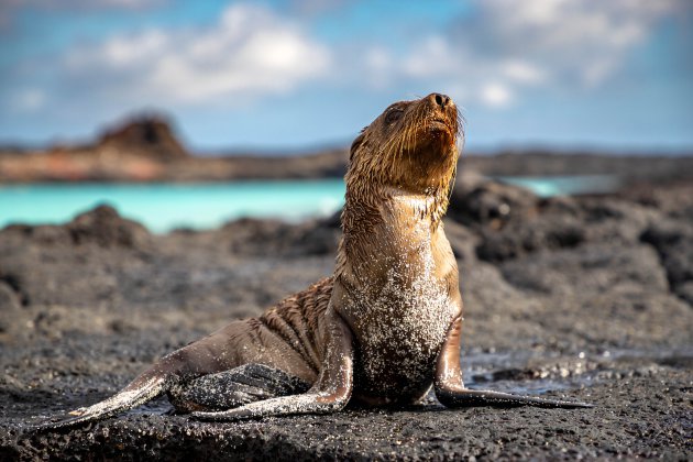 Sealion puppy op Sombrero Chino Santiago Galapagos