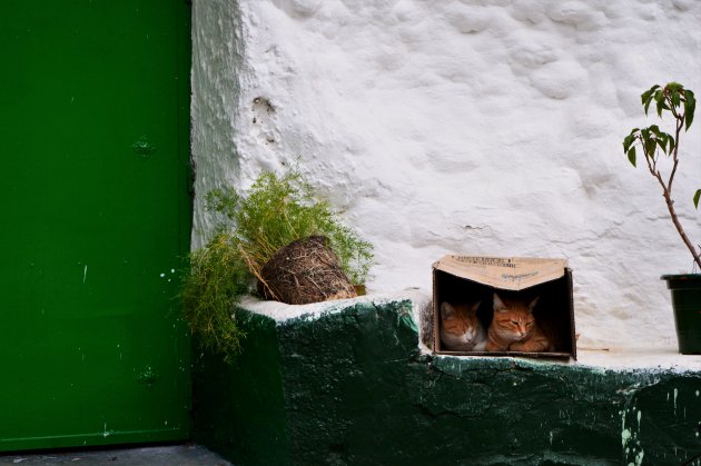 De kat uit de boom kijken