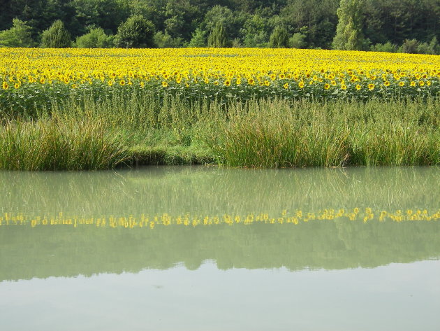 tournesols