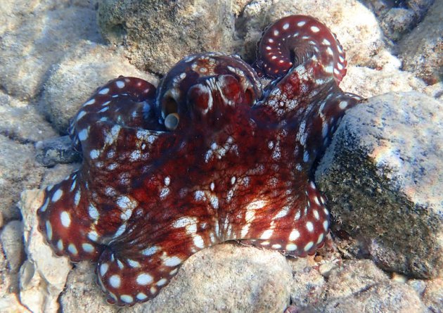De verschillende kleuren van de octopus