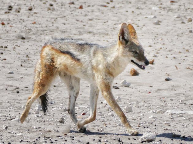 Jakhals in Etosha