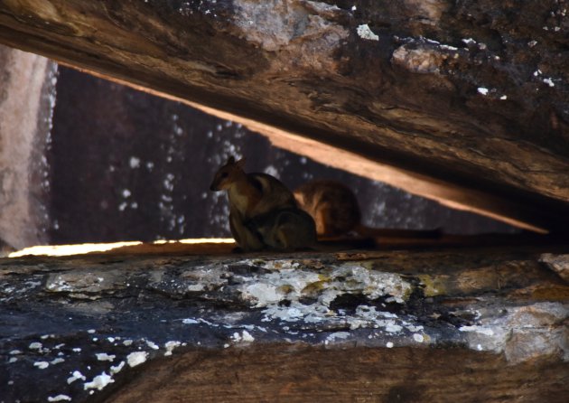 Rotskangoeroes in Kakadu NP