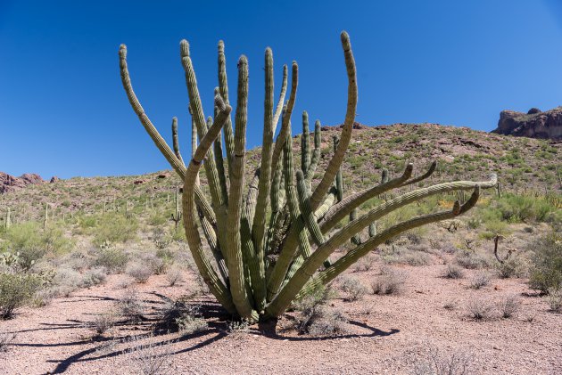 Organ Pipe Cactus NM