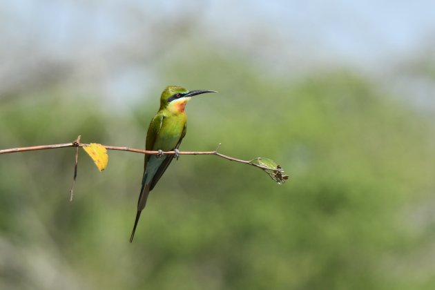 Blauwstaartbijeneter in Laokhowa-Burhachapori Wildlife Sanctuary