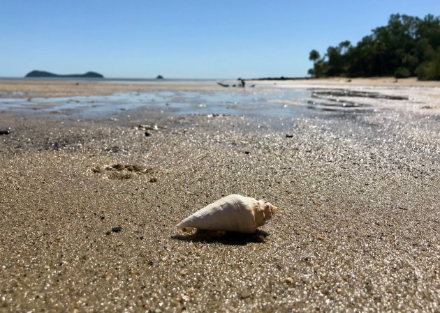 Schelpen zoeken