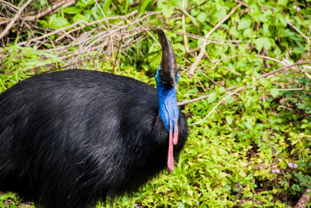 Cassowary 2