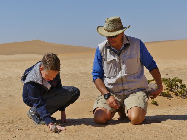 Kameleon in de Namib woestijn