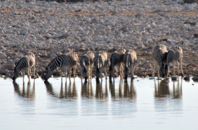 Bij de waterplaats in Etosha