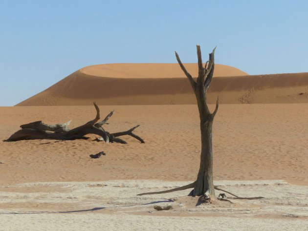 Eenzame boom in de Deathvlei