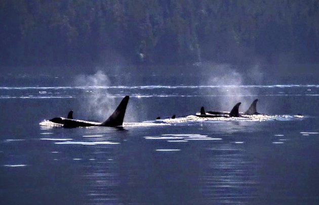 Orka-familie bij Telegraph Cove