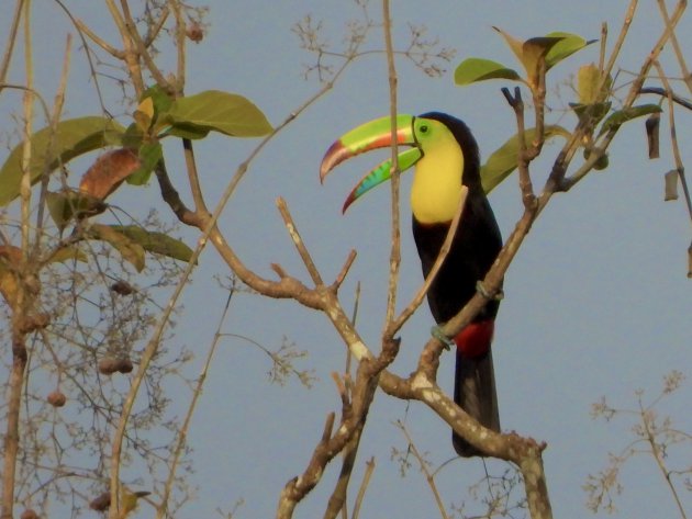 Keel-billed toucan vroeg in de morgen