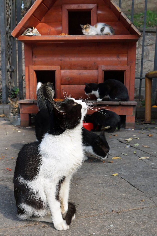 De katten en de profeet