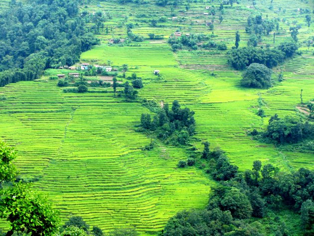 Darjeeling thee