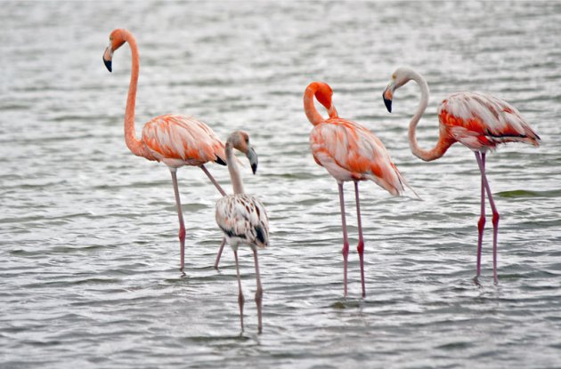 De verschillende kleuren van de flamingo