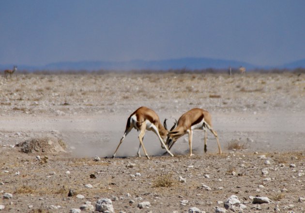 Ruzie in Etosha