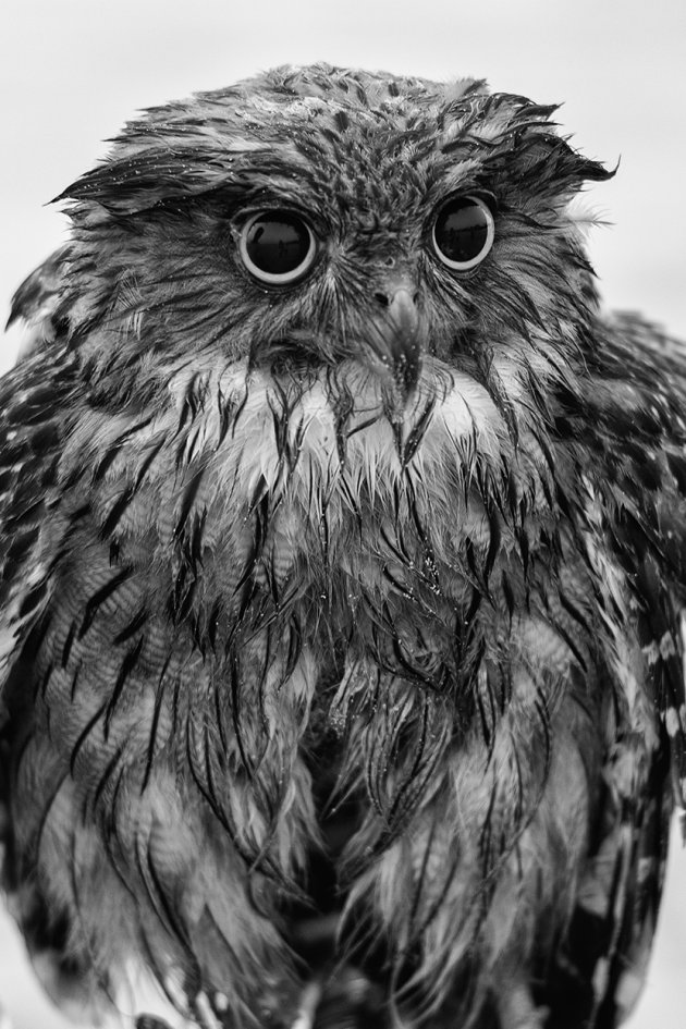 The Fish Owl