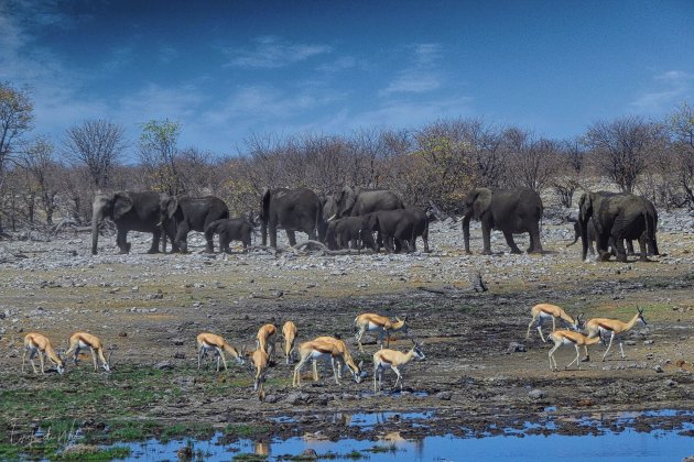 Vele soorten dieren bij de drinkplaats.