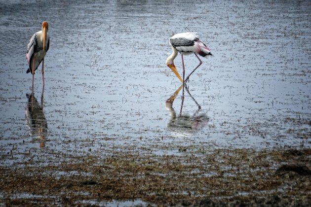 Painted stork