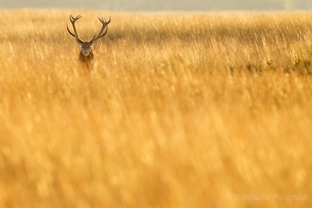 Gouden licht