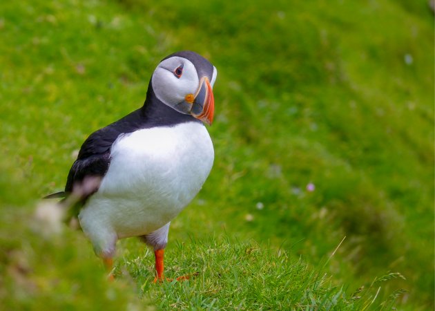 Puffins heel dichtbij op het eiland Unst