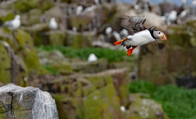 Veilig visjes voeren op Farne